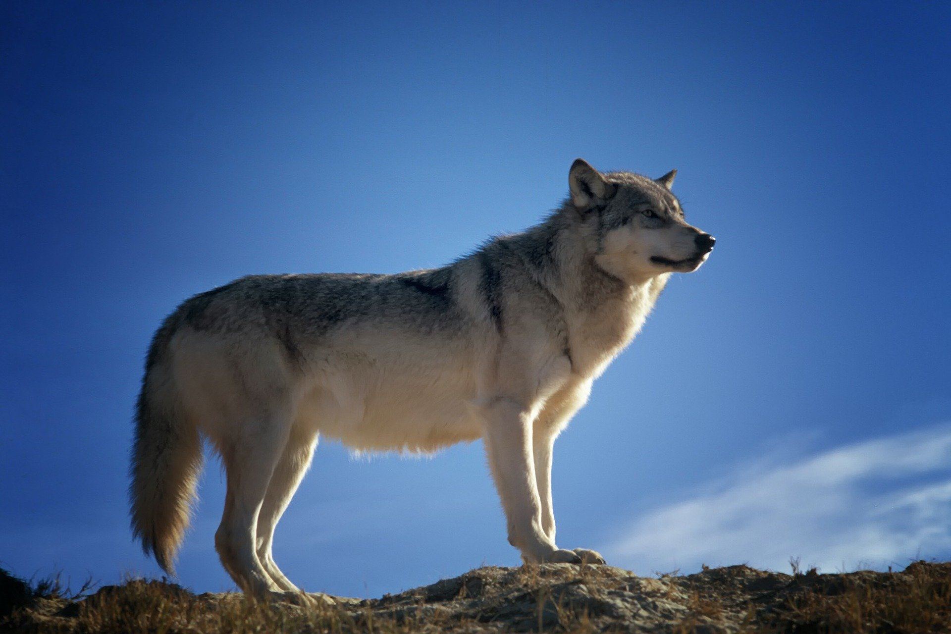 Loup: le Valais veut supprimer les meutes du Simplon et du Chablais